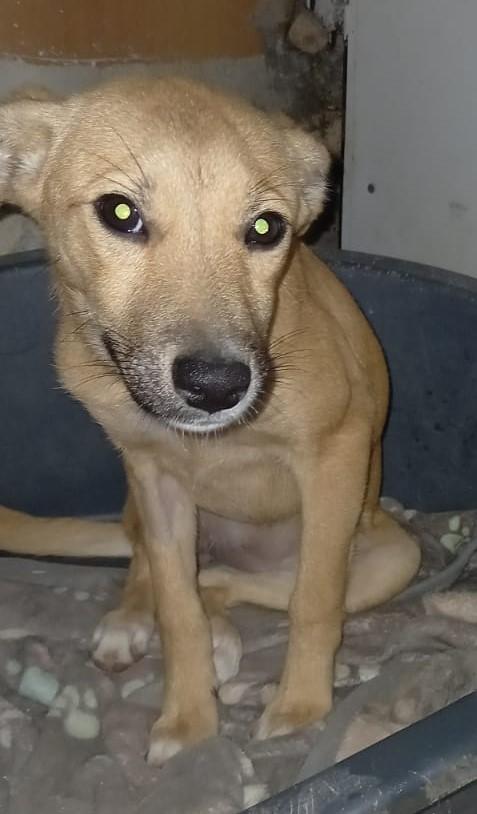 Laila 7 Kili Di Dolcezza